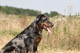 BEAUCERON 231